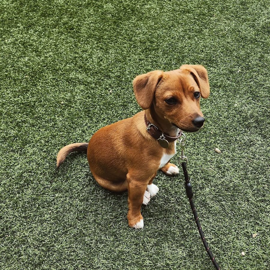 A tan puppy sitting on the grass