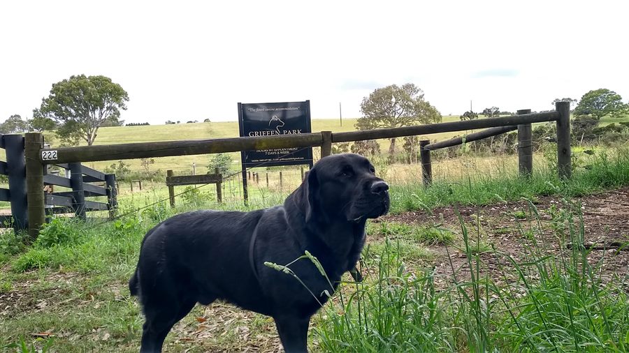 Toby, a black Labrador, at the Griffen Park gate